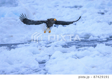 流氷原を飛翔するオオワシ（北海道羅臼にて） 87429191