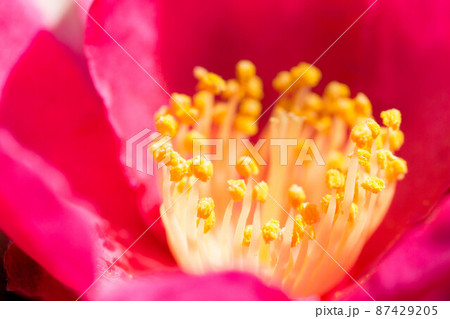 初春に咲く椿の花のクローズアップ 87429205