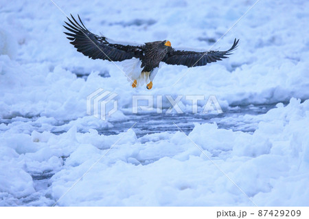 流氷原を飛翔するオオワシ（北海道羅臼にて） 87429209