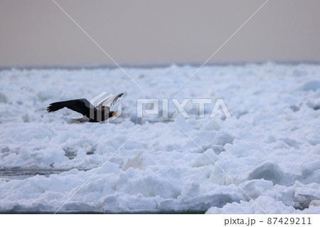 流氷原を飛翔するオオワシ(北海道羅臼にて) 流氷原を飛翔するオオワシ(北海道羅臼にて) 87429211