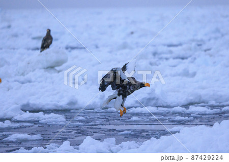 流氷原を飛翔するオオワシ（北海道羅臼にて） 87429224
