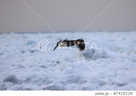 流氷原を飛翔するオオワシ（北海道羅臼にて） 87429228