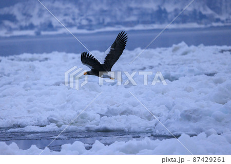 流氷原を飛翔するオオワシ（北海道羅臼にて） 87429261