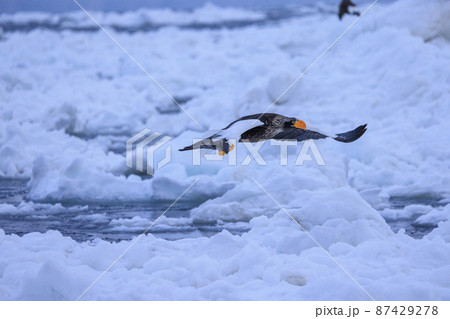 流氷原を飛翔するオオワシ（北海道羅臼にて） 87429278