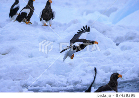 流氷原を飛翔するオオワシ(北海道羅臼にて) 流氷原を飛翔するオオワシ(北海道羅臼にて) 87429299