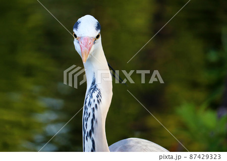 水辺に佇むアオサギの顔のアップ 87429323