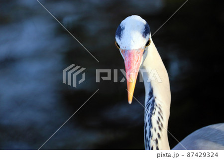 水辺に佇むアオサギの顔のアップ 87429324