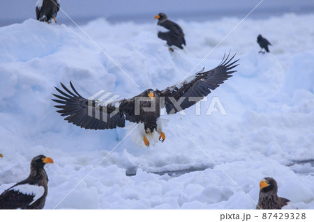 流氷原を飛翔するオオワシ(北海道羅臼にて) 流氷原を飛翔するオオワシ(北海道羅臼にて) 87429328