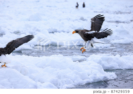 流氷原を飛翔するオオワシ(北海道羅臼にて) 流氷原を飛翔するオオワシ(北海道羅臼にて) 87429359