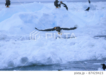 流氷原を飛翔するオオワシ（北海道羅臼にて） 87429423