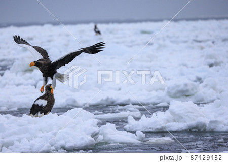 流氷原を飛翔するオオワシ（北海道羅臼にて） 87429432