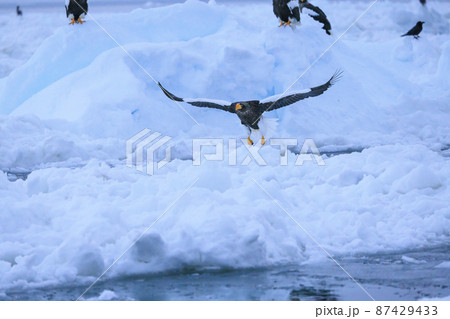 流氷原を飛翔するオオワシ（北海道羅臼にて） 87429433