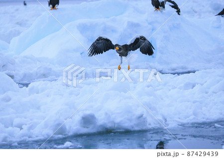 流氷原を飛翔するオオワシ(北海道羅臼にて) 流氷原を飛翔するオオワシ(北海道羅臼にて) 87429439