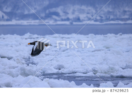 流氷原を飛翔するオオワシ（北海道羅臼にて） 87429625