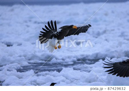 流氷原を飛翔するオオワシ(北海道羅臼にて) 流氷原を飛翔するオオワシ(北海道羅臼にて) 87429632
