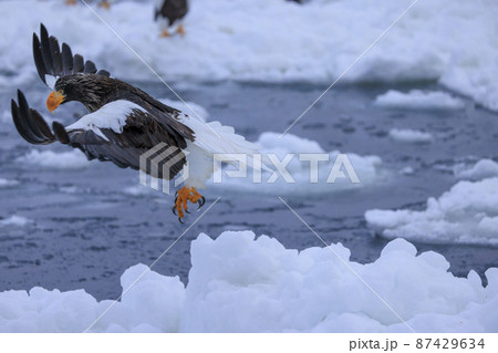 流氷原を飛翔するオオワシ(北海道羅臼にて) 流氷原を飛翔するオオワシ(北海道羅臼にて) 87429634