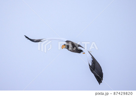 飛翔するオオワシ（北海道羅臼にて） 87429820