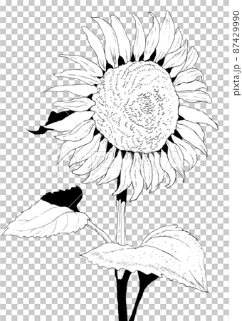 ひまわりのリアルモノクロイラストのイラスト素材 ひまわりのリアルモノクロイラストのイラスト素材