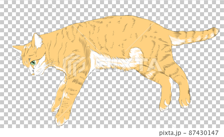 Illustration color of a lying cat 87430147