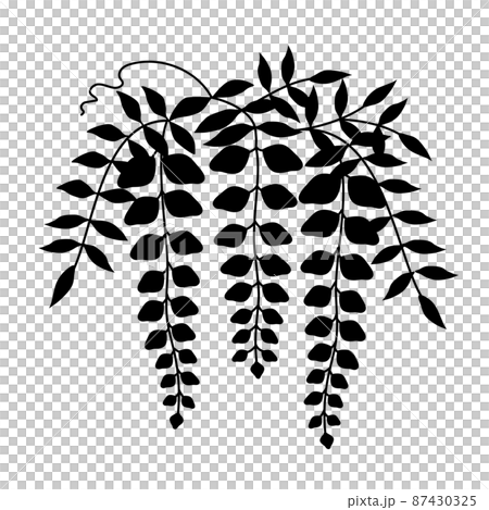 藤の花のシルエットイラスト　黒 87430325