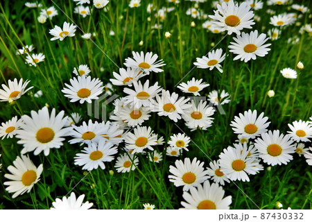 公園の花壇に咲く満開のマーガレットの花の風景1 87430332