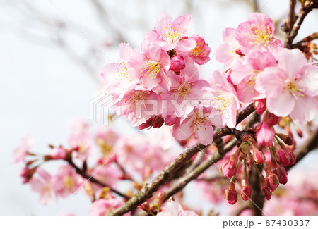 河津桜 河津桜 87430337