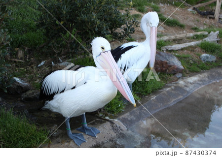 ペリカンも寒さに耐える冬 ペリカンも寒さに耐える冬 87430374