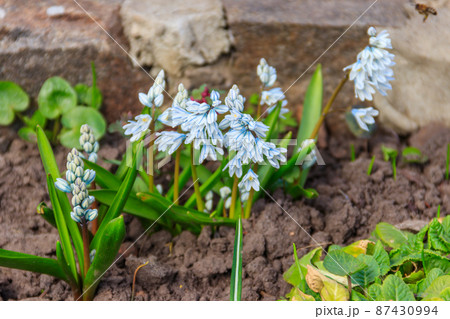 Beautiful flowers of Puschkinia scilloides (commonly known as striped squill or Lebanon squill) in garden at spring Beautiful flowers of Puschkinia scilloides (commonly known as striped squill or Lebanon squill) in garden at spring 87430994