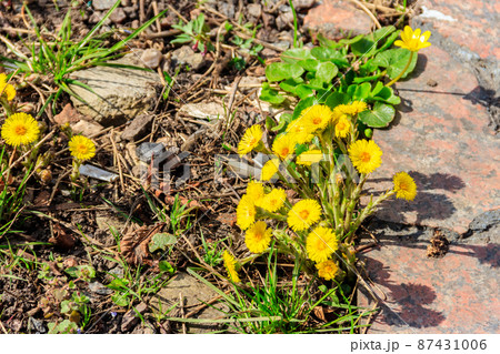 Coltsfoot flowers (Tussilago farfara) in garden 87431006