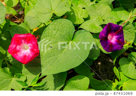 Beautiful morning glory flowers in the garden Beautiful morning glory flowers in the garden 87431069