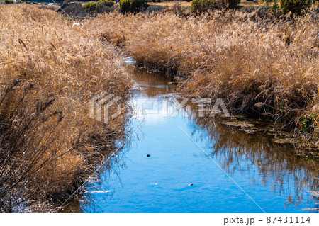 春を待つ小川 87431114