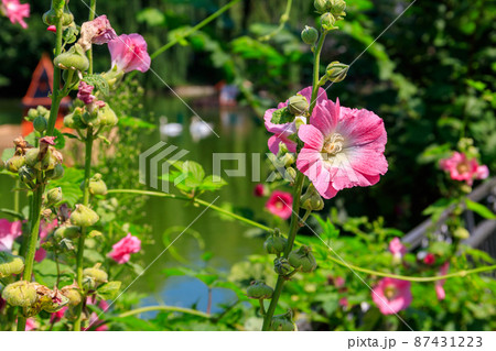 Pink mallow flowers in the garden 87431223