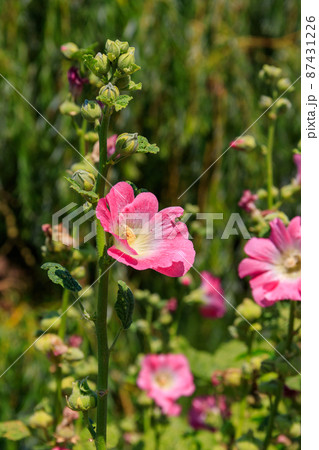 Pink mallow flowers in the garden 87431226