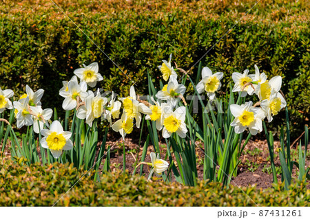 Daffodil flowers in a garden. Beautiful narcissus on flowerbed Daffodil flowers in a garden. Beautiful narcissus on flowerbed 87431261