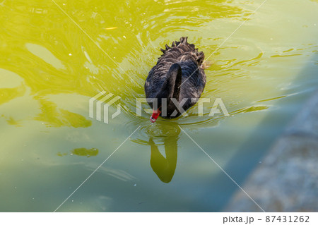 Black swan swimming on the lake surface Black swan swimming on the lake surface 87431262