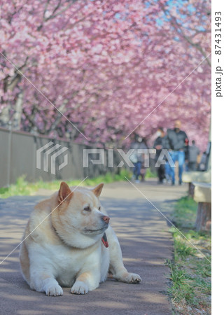 イヌの散歩の途中で撮影 87431493