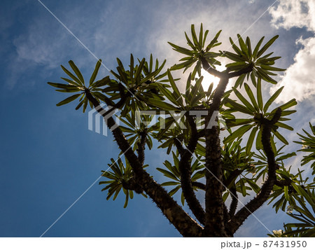 Madagascar palm the Spiky desert plant in the hard sunlight of daytime Madagascar palm the Spiky desert plant in the hard sunlight of daytime 87431950