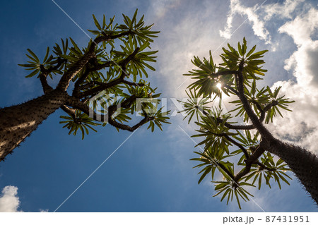 Madagascar palm the Spiky desert plant in the hard sunlight of daytime Madagascar palm the Spiky desert plant in the hard sunlight of daytime 87431951