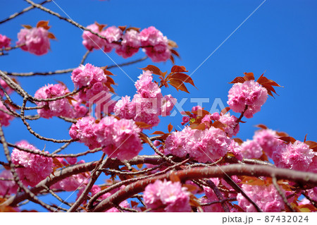 満開の八重桜 満開の八重桜 87432024