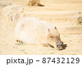 くつろいでいるカピバラ 87432129