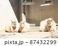 くつろいでいるカピバラ 87432299