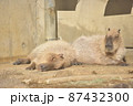 くつろいでいるカピバラ 87432300