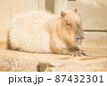 くつろいでいるカピバラ 87432301