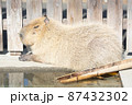くつろいでいるカピバラ 87432302