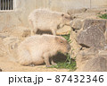 ごはんを食べるカピバラ 87432346