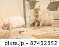 くつろいでいるカピバラ 87432352