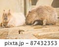 くつろいでいるカピバラ 87432353