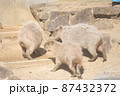 三頭のカピバラ 87432372