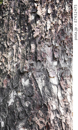 Texture of crack gray rain tree bark Texture of crack gray rain tree bark 87432475
