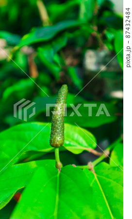 Green long pepper with green leaves Green long pepper with green leaves 87432484